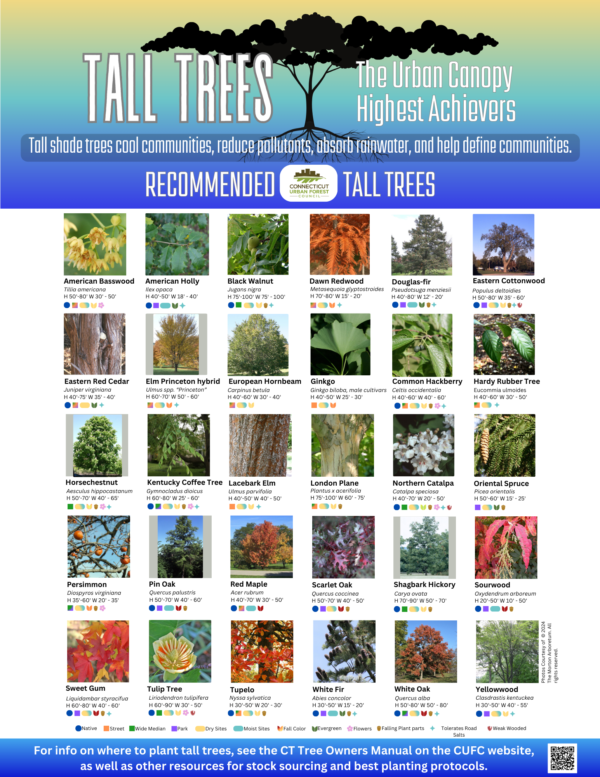 Tall Trees Planting List – Connecticut Urban Forest Council